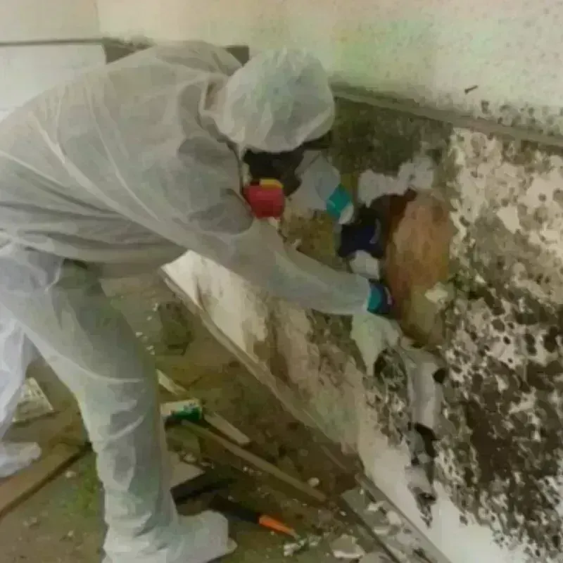 Mold Remediation and Removal in Gray County, TX